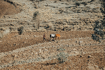 Image showing Ethiopian farmer plows fields with cows