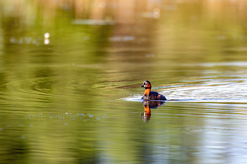 Image showing Water bird Little Grebe, Tachybaptus ruficollis