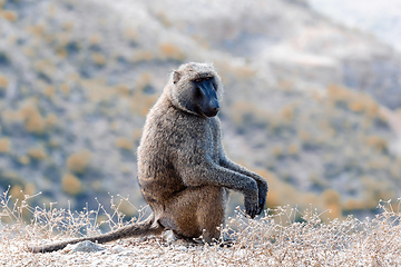 Image showing Chacma baboon, Ethiopia, Africa wildlife