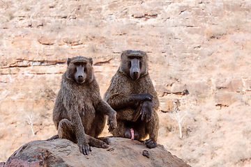 Image showing Chacma baboon family, Ethiopia, Africa wildlife