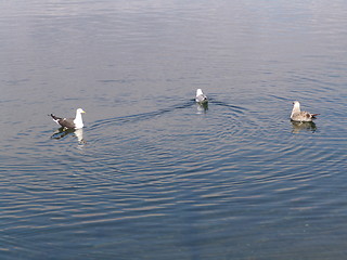 Image showing seaguls