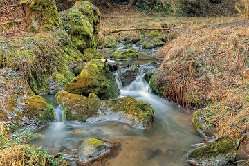 Image showing Small forest creek in a woodland