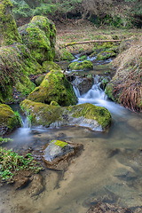 Image showing Small forest creek in a woodland