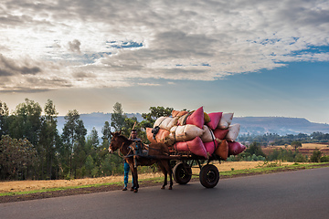 Image showing Man with a donkey cart, Ethiopia