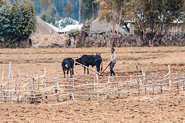 Image showing Ethiopian farmer plows fields with cows