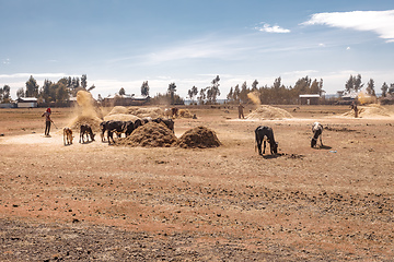Image showing Ethiopian farmers are throwing grain on farm near Addis Ababa