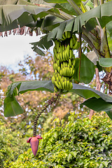 Image showing Bunch of small unripe wild bananas with flower, Costa Rica