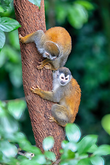 Image showing Central American squirrel monkey, Saimiri oerstedii, Quepos, Costa Rica wildlife