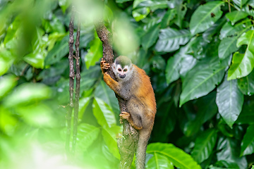 Image showing Central American squirrel monkey, Saimiri oerstedii, Quepos, Costa Rica wildlife