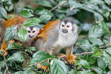 Image showing Central American squirrel monkey, Saimiri oerstedii, Quepos, Costa Rica wildlife