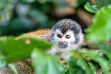 Image showing Central American squirrel monkey, Saimiri oerstedii, Quepos, Costa Rica wildlife