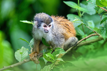 Image showing Central American squirrel monkey, Saimiri oerstedii, Quepos, Costa Rica wildlife