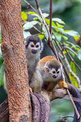 Image showing Central American squirrel monkey, Saimiri oerstedii, Quepos, Costa Rica wildlife