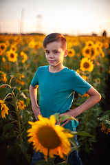 Image showing Portrait of beautiful blond kid boy on summer sunflower field