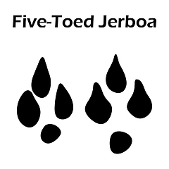 Image showing Five-Toed Jerboa Footprint