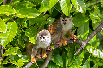 Image showing Central American squirrel monkey, Saimiri oerstedii, Quepos, Costa Rica wildlife