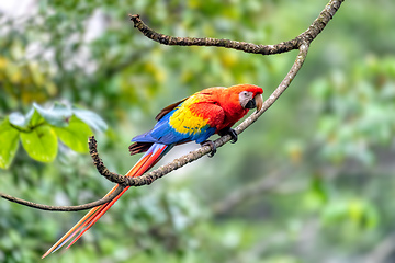 Image showing Scarlet macaw, Ara macao, Quepos Costa Rica.