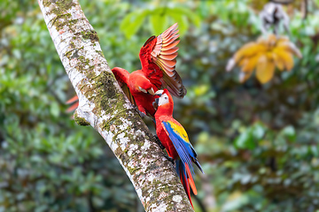 Image showing Scarlet macaw, Ara macao, Quepos Costa Rica.