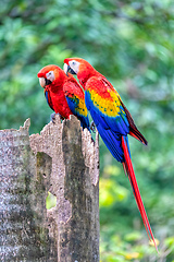 Image showing Scarlet macaw, Ara macao, Quepos Costa Rica.