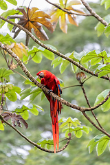 Image showing Scarlet macaw, Ara macao, Quepos Costa Rica.