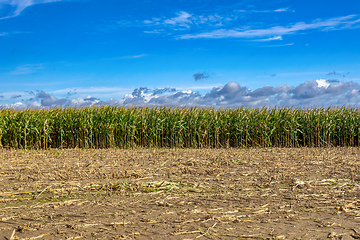 Image showing Fall rall ripe green field of corn growing up