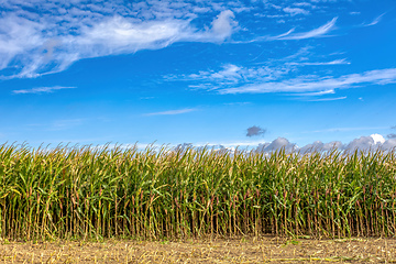 Image showing Fall rall ripe green field of corn growing up