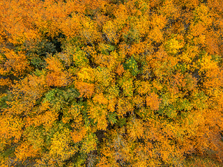 Image showing Aerial view of beautiful forest in autumn