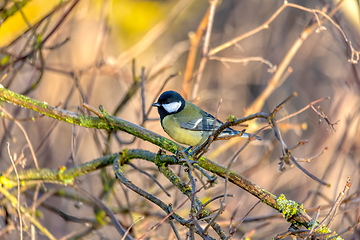 Image showing beautiful small bird great tit in winter