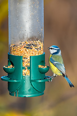 Image showing Eurasian blue tit on bird feeder, Czech Republic