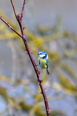 Image showing Eurasian blue tit in the nature, Czech Republic