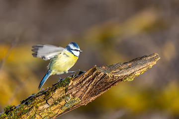 Image showing Eurasian blue tit in the nature, Czech Republic