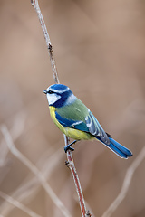 Image showing Eurasian blue tit in the nature, Czech Republic