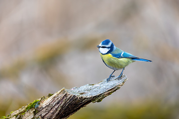 Image showing Eurasian blue tit in the nature, Czech Republic