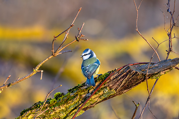 Image showing Eurasian blue tit in the nature, Czech Republic