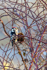 Image showing Middle spotted woodpecker, European woodpecker