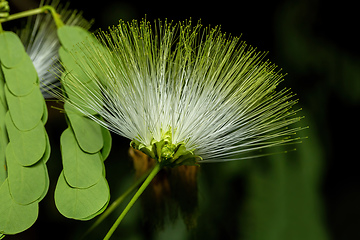 Image showing Albizia lebbeck, Kirindy forest, Madagascar