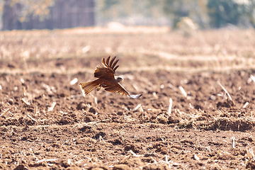 Image showing Black kite flying, Ethiopia safari wildlife