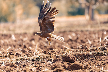 Image showing Black kite flying, Ethiopia safari wildlife