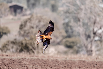 Image showing Black kite flying, Ethiopia safari wildlife