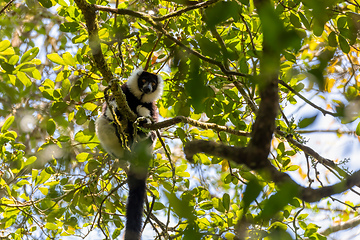 Image showing Black-and-white ruffed lemur, Varecia variegata subcincta, Madagascar wildlife animal