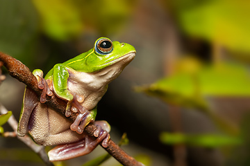 Image showing Boophis occidentalis, Andringitra National Park, Madagascar wildlife