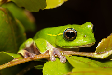 Image showing Boophis occidentalis, Andringitra National Park, Madagascar wildlife