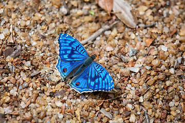 Image showing Brilliant Blue, Junonia Rhadama, Madagascar wildlife