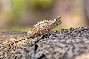 Image showing Brown leaf chameleon, Brookesia superciliaris, Reserve Peyrieras Madagascar Exotic. Madagascar