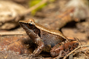 Image showing Brown Mantella, Mantidactylus melanopleura, Ranomafana National Park. Madagascar