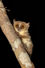 Image showing Madame Berthe's mouse lemur, Microcebus berthae, Madagascar wildlife animal