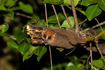 Image showing Brown mouse lemur, Microcebus rufus, Ranomafana National Park, Madagascar
