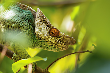 Image showing Parson's chameleon, Calumma parsonii, Peyrieras Madagascar Exotic, Madagascar