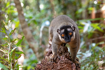 Image showing Common brown lemur, Eulemur fulvus, Madagascar wildlife animal