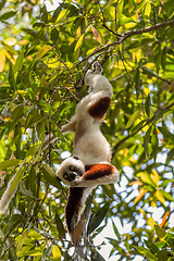 Image showing Coquerel's sifaka lemur, Propithecus coquereli, Madagascar wildlife animal